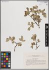 Foto von Salix caprea L.